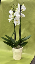 Elegant Potted Orchid
