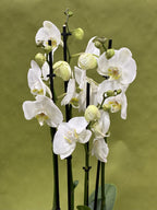 Elegant Potted Orchid