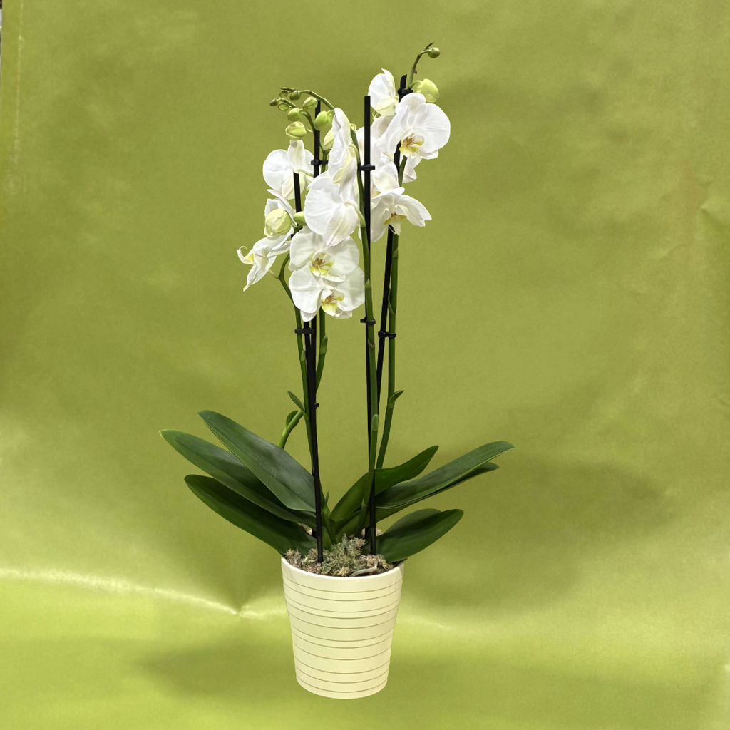 Elegant Potted Orchid